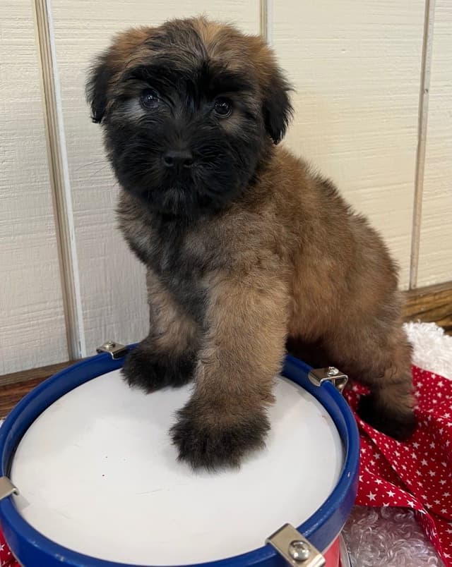 Soft Coated Wheaten Terrier Puppies media 3