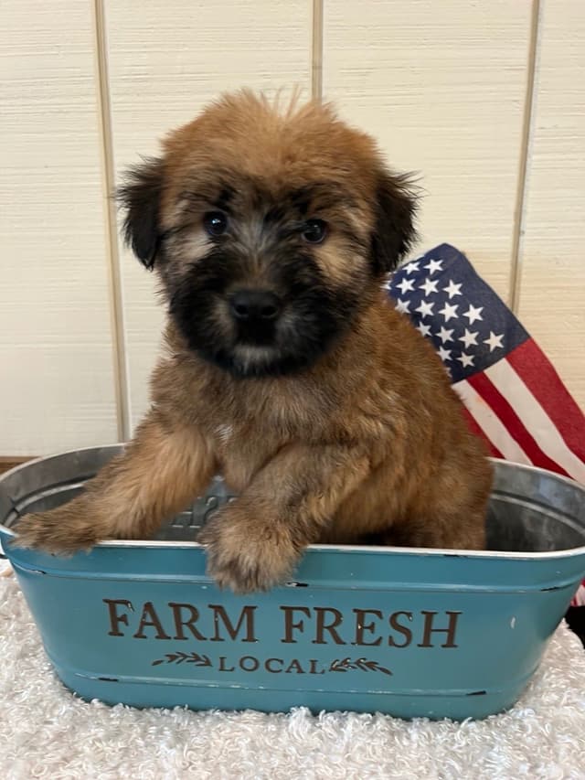 Soft Coated Wheaten Terrier Puppies media 5
