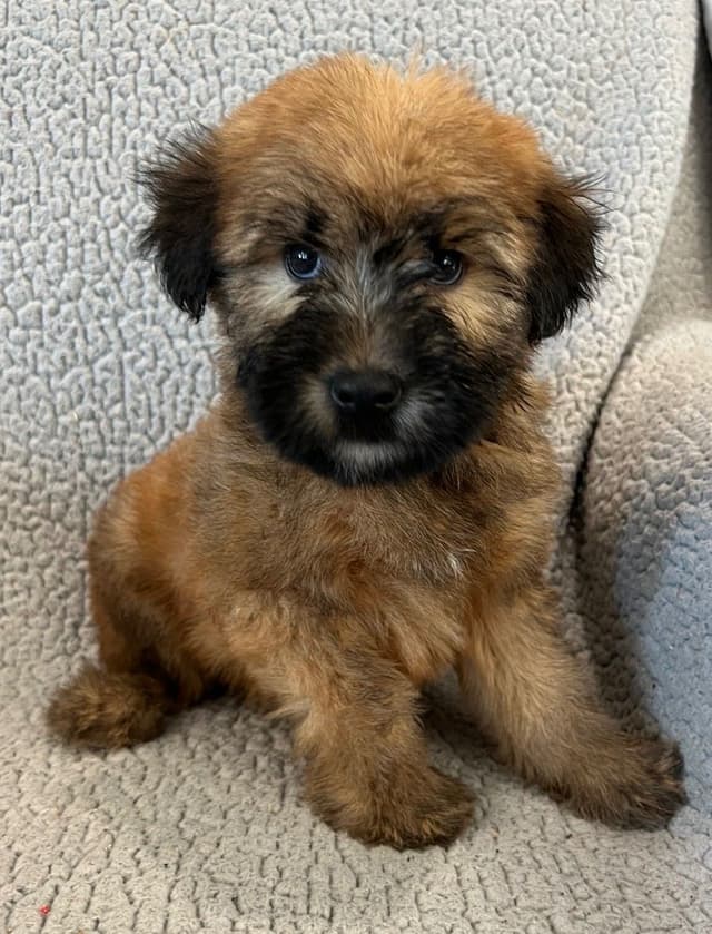 Soft Coated Wheaten Terrier Puppies media 6