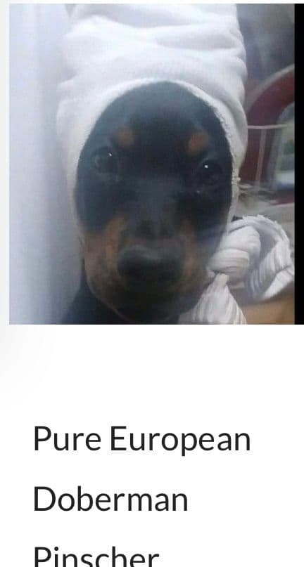 Pure European Doberman Pinscher Puppies - The hardest work is done breeder image 2