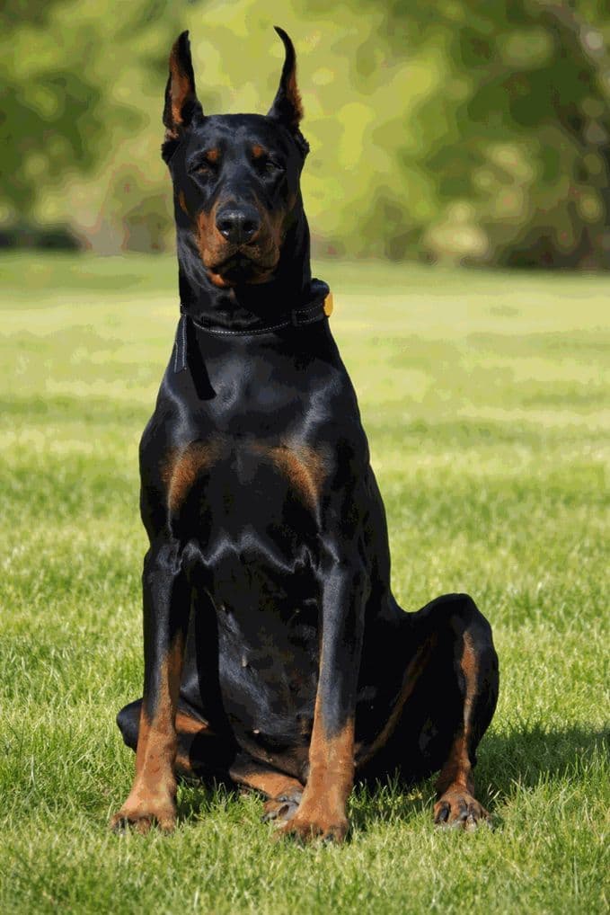Pure European Doberman Pinscher Puppies - The hardest work is done breeder image 3