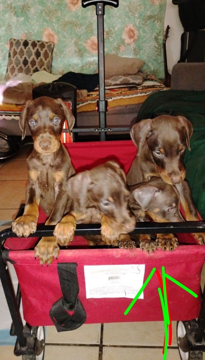 Pure European Doberman Pinscher Puppies - The hardest work is done breeder image 4
