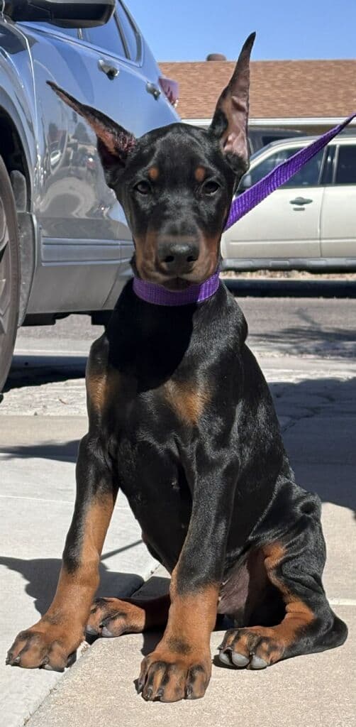 Pure European Doberman Pinscher Puppies - The hardest work is done breeder image 5