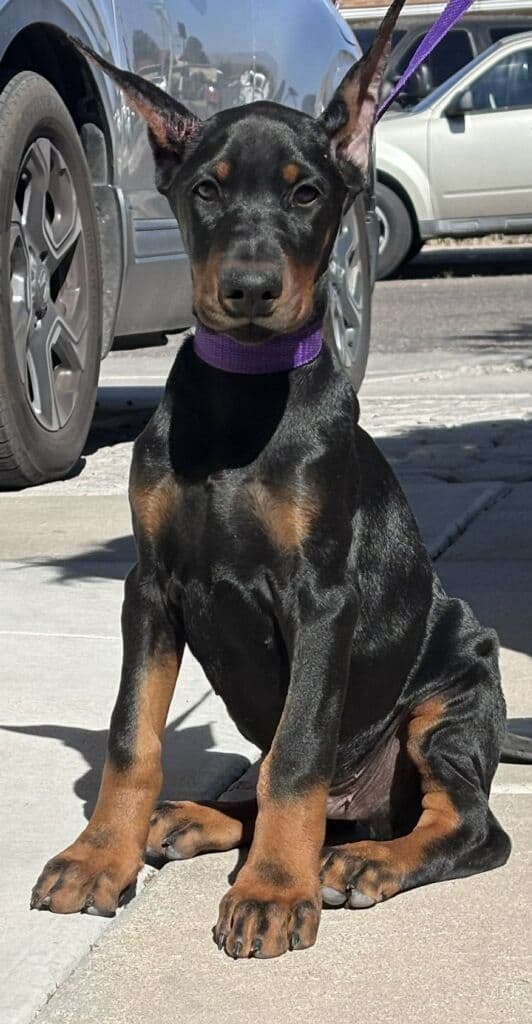 Pure European Doberman Pinscher Puppies - The hardest work is done breeder image 7