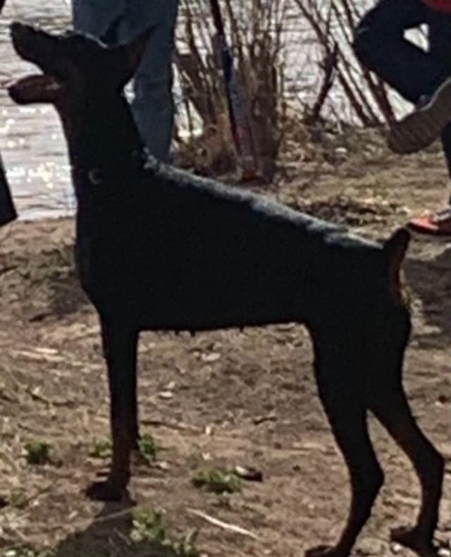 Pure European Doberman Pinscher Puppies - The hardest work is done media 2