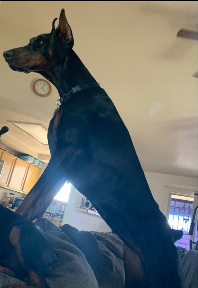 Pure European Doberman Pinscher Puppies - The hardest work is done media 3
