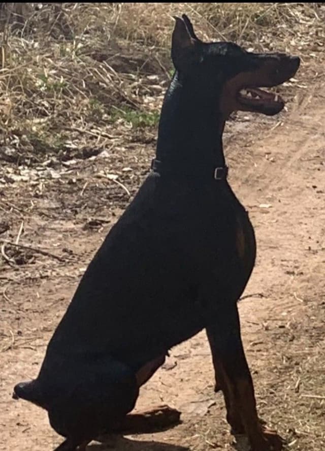 Pure European Doberman Pinscher Puppies - The hardest work is done media 4