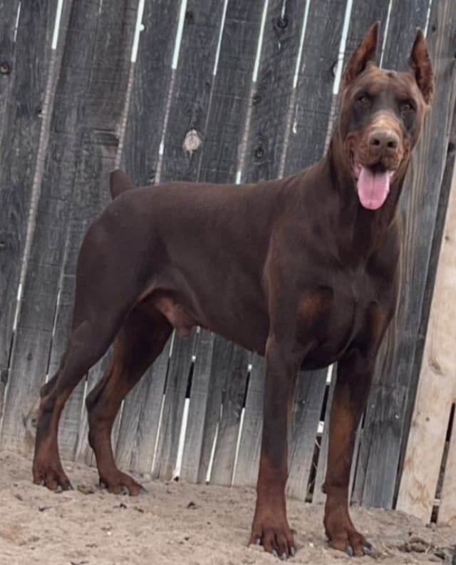 Pure European Doberman Pinscher Puppies - The hardest work is done media 5