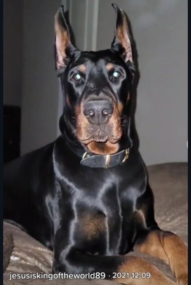 Pure European Doberman Pinscher Puppies - The hardest work is done media 6