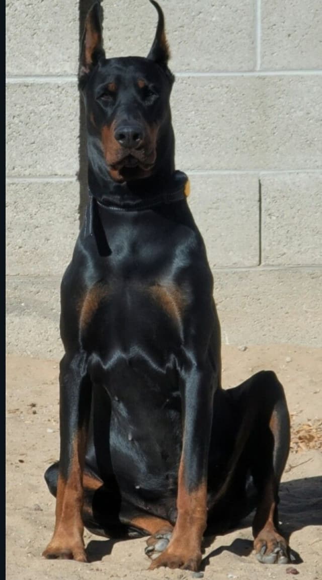 Pure European Doberman Pinscher Puppies - The hardest work is done media 7