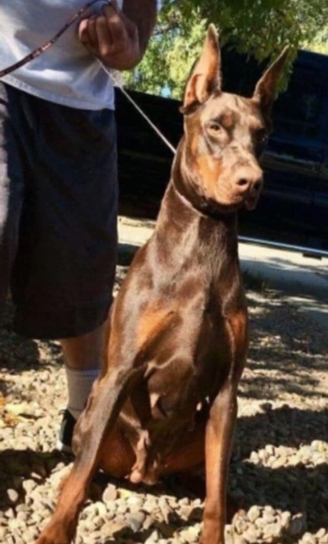 Pure European Doberman Pinscher Puppies - The hardest work is done media 8