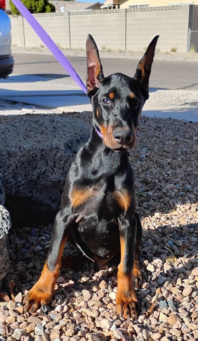 Pure European Doberman Pinscher Puppies - The hardest work is done media 9