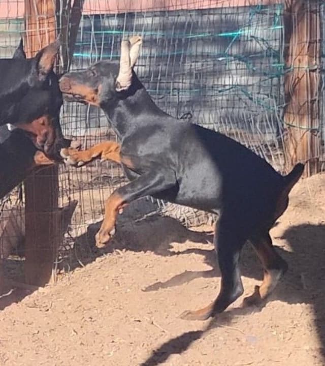 Pure European Doberman Pinscher Puppies - The hardest work is done media 10