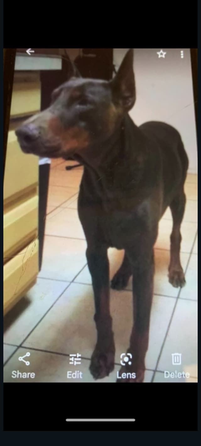 Pure European Doberman Pinscher Puppies - The hardest work is done media 12