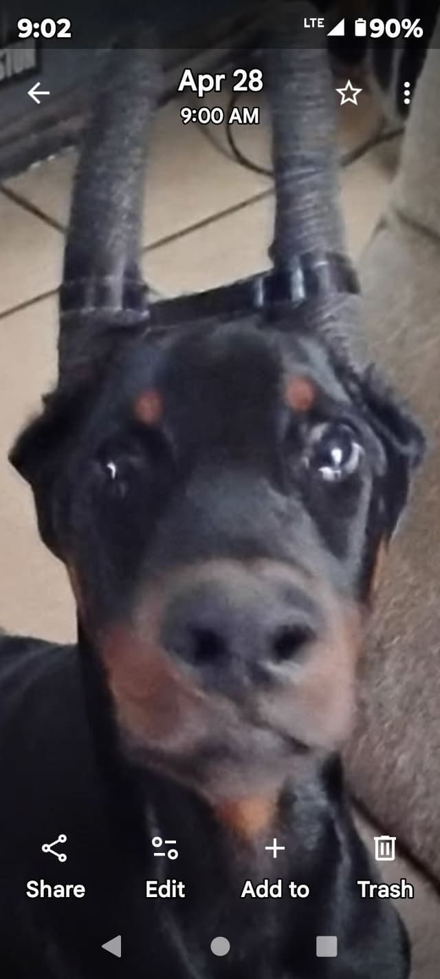 Pure European Doberman Pinscher Puppies - The hardest work is done media 13