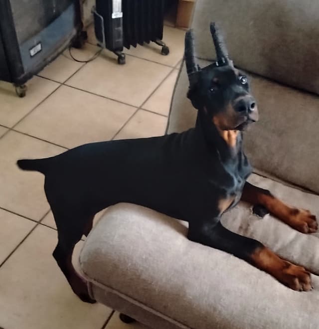 Pure European Doberman Pinscher Puppies - The hardest work is done media 14