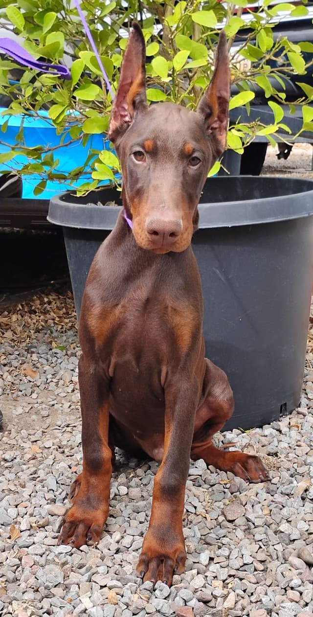 Pure European Doberman Pinscher Puppies - The hardest work is done media 15