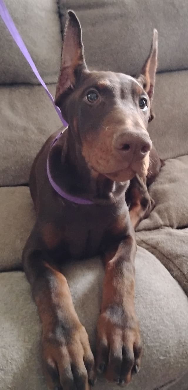 Pure European Doberman Pinscher Puppies - The hardest work is done media 16