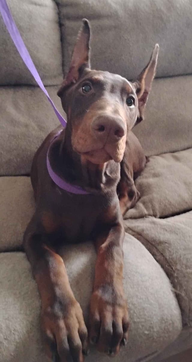 Pure European Doberman Pinscher Puppies - The hardest work is done media 17