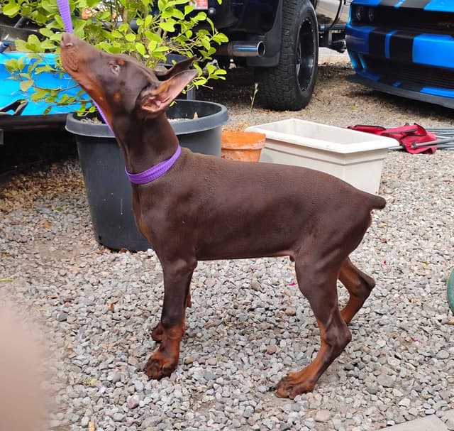 Pure European Doberman Pinscher Puppies - The hardest work is done media 19