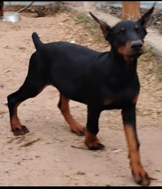 Pure European Doberman Pinscher Puppies - The hardest work is done media 20
