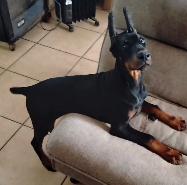 Pure European Doberman Pinscher Puppies - The hardest work is done media 21
