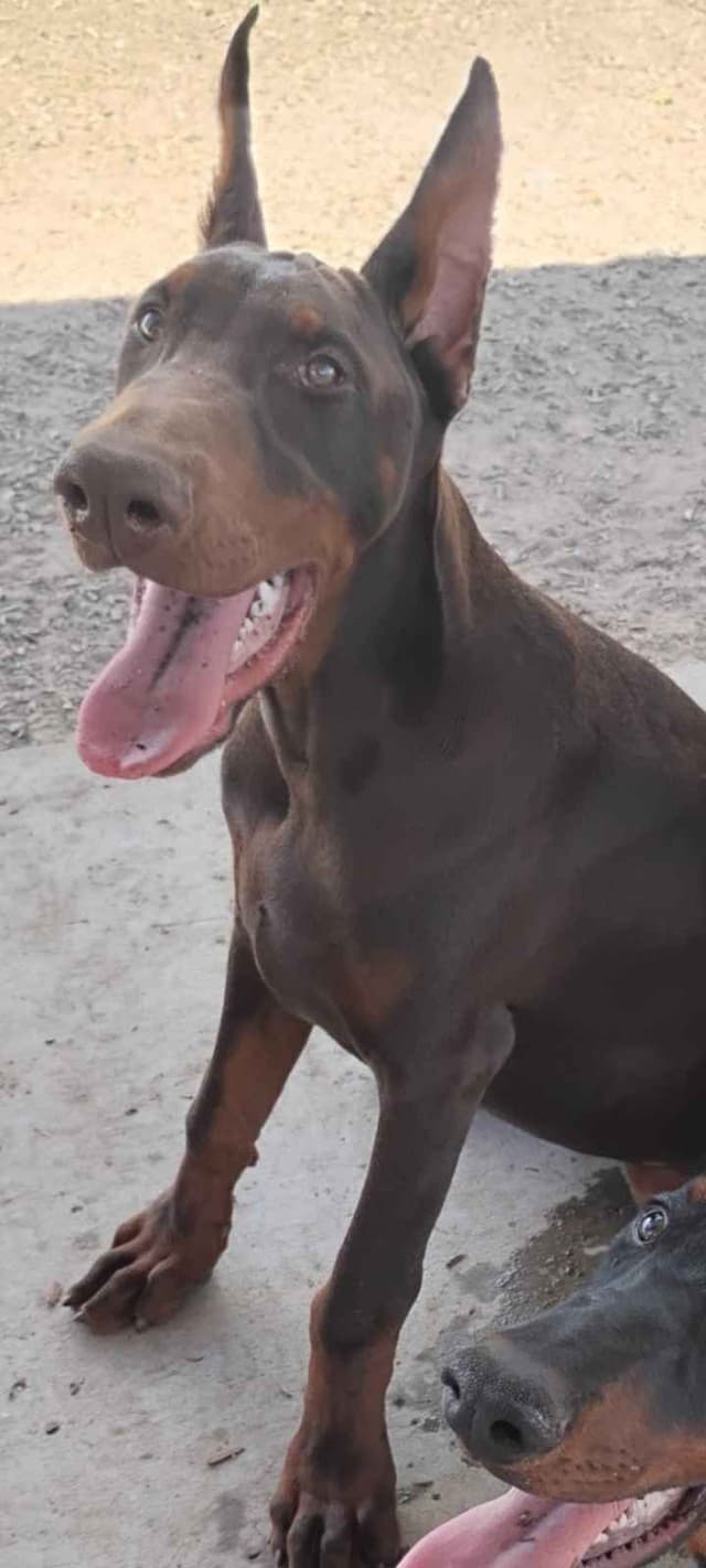 Pure European Doberman Pinscher Puppies - The hardest work is done media 23