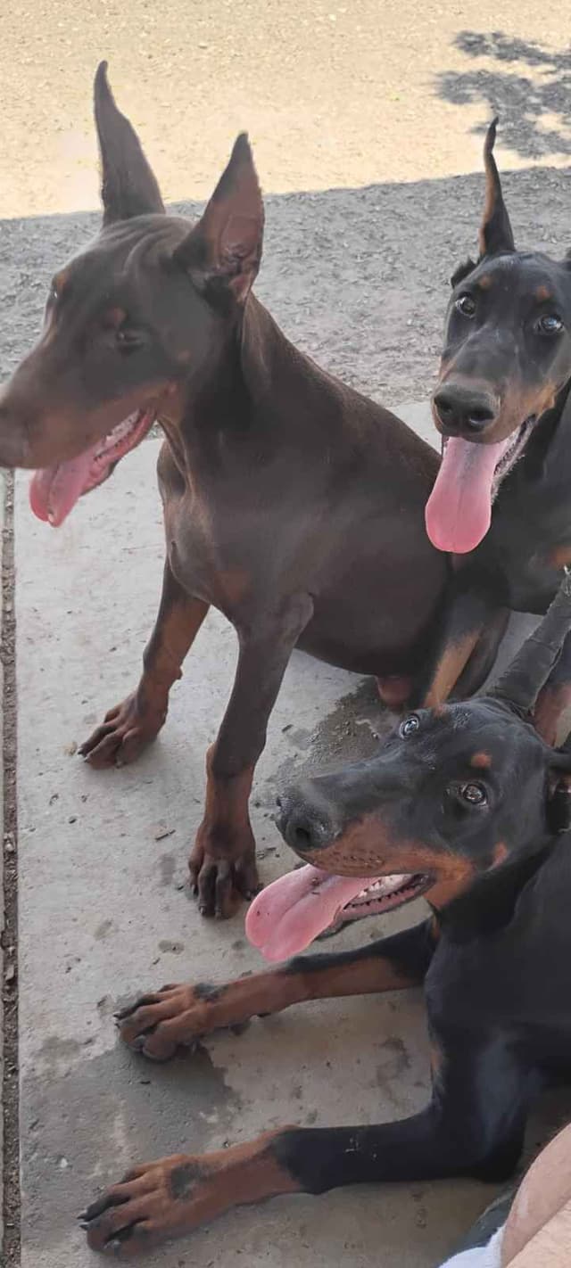 Pure European Doberman Pinscher Puppies - The hardest work is done media 22