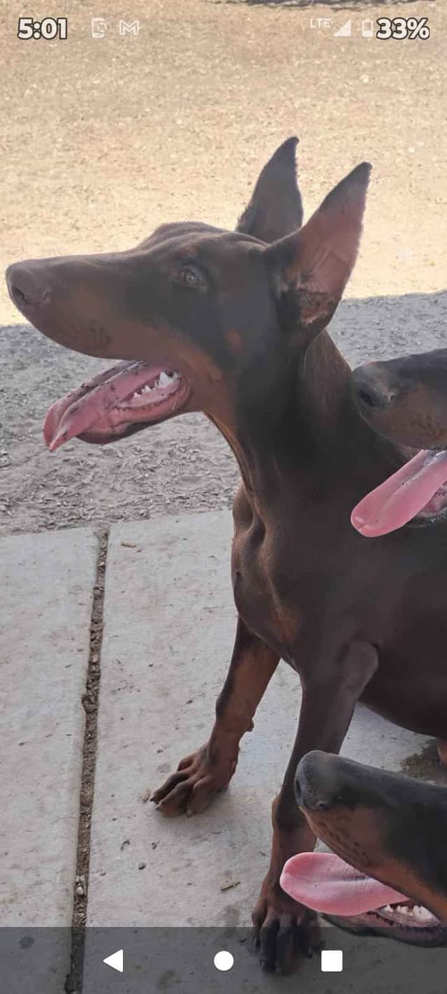 Pure European Doberman Pinscher Puppies - The hardest work is done media 24