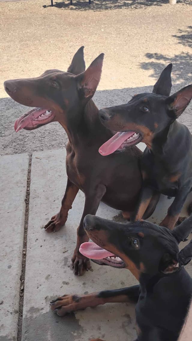 Pure European Doberman Pinscher Puppies - The hardest work is done media 25