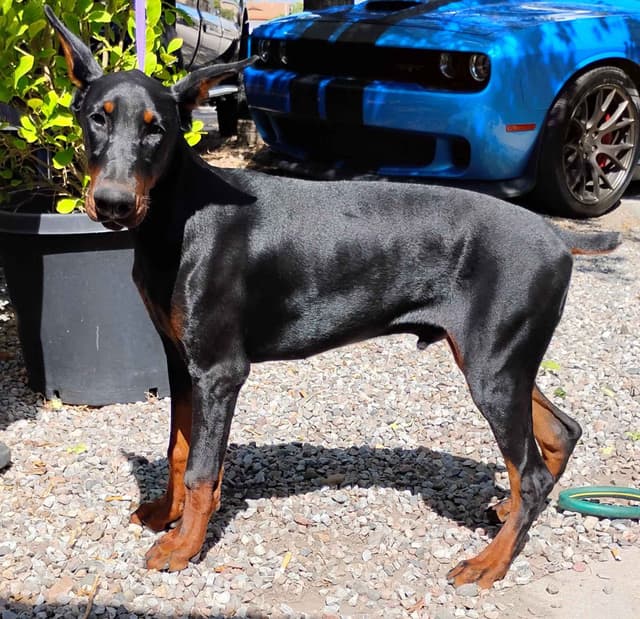 Pure European Doberman Pinscher Puppies - The hardest work is done media 26
