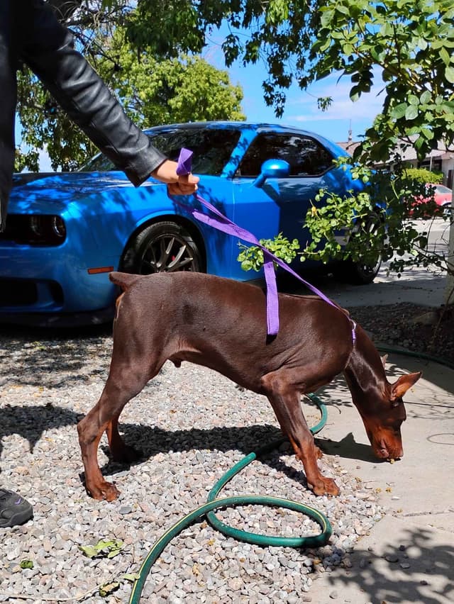 Pure European Doberman Pinscher Puppies - The hardest work is done media 27