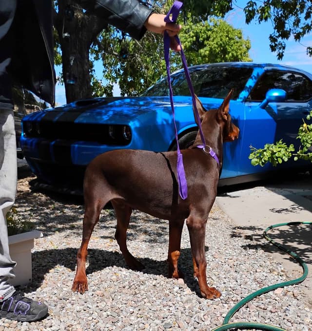 Pure European Doberman Pinscher Puppies - The hardest work is done media 28