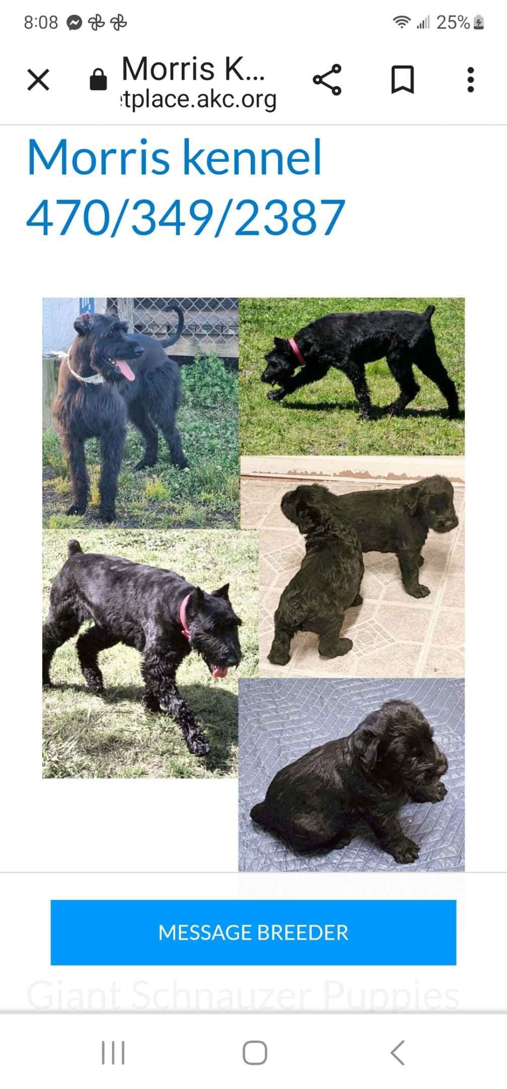 Giant Schnauzer Puppies breeder image 1