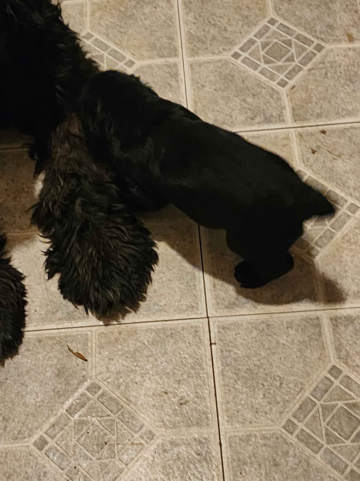 Giant Schnauzer Puppies breeder image 3