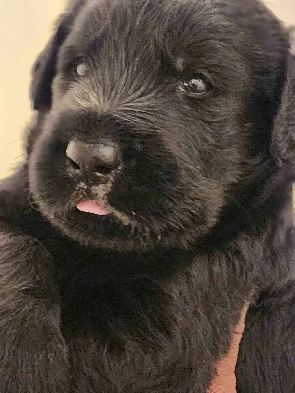Giant Schnauzer Puppies breeder image 4