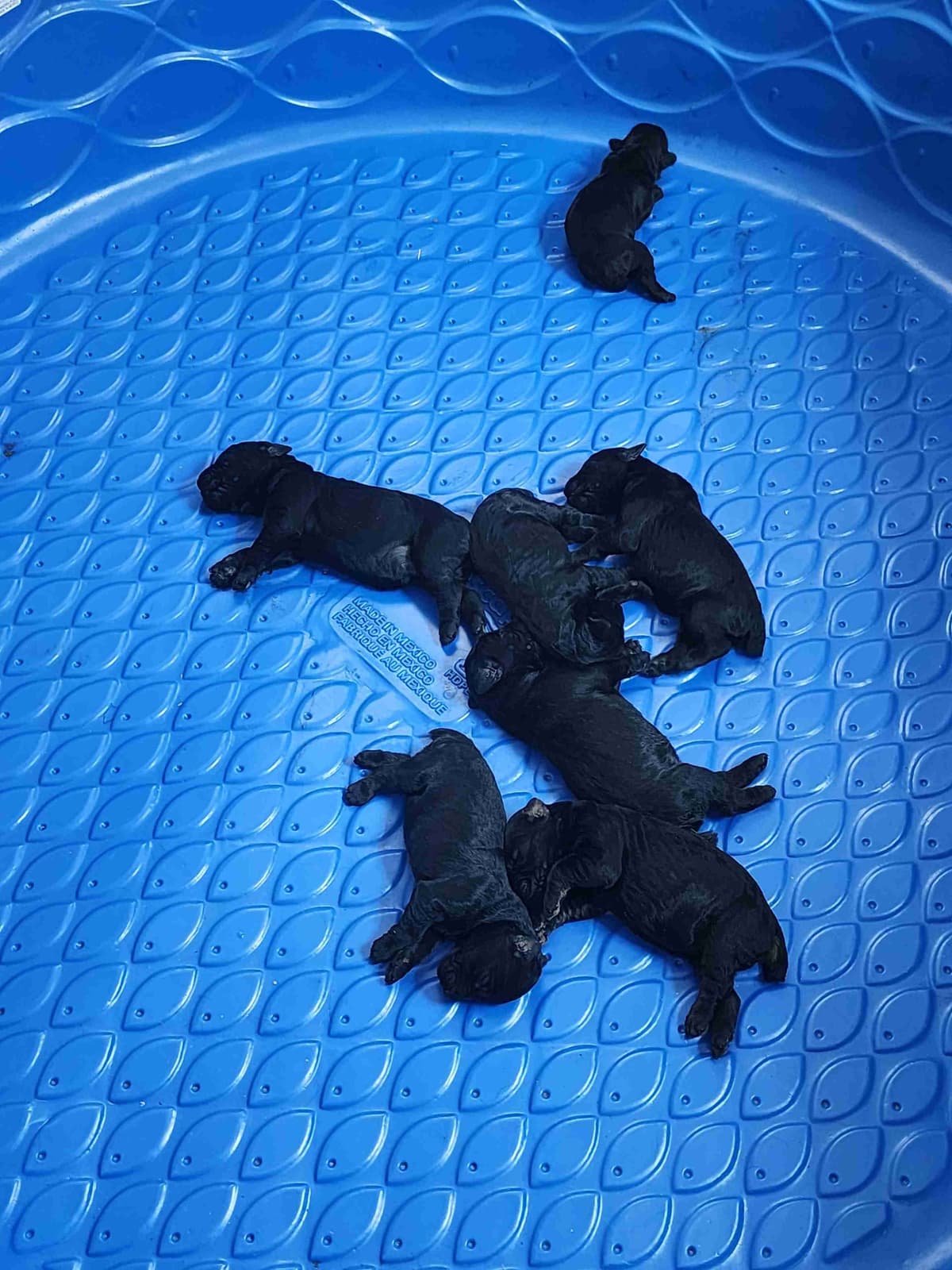 Giant Schnauzer Puppies breeder image 6