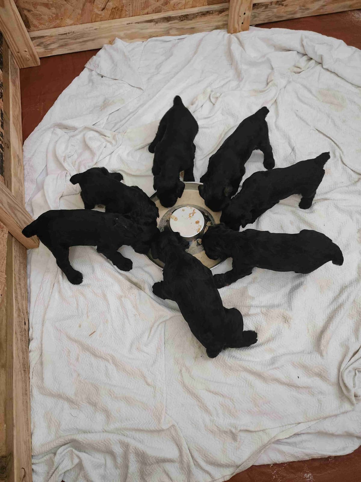 Giant Schnauzer Puppies breeder image 7