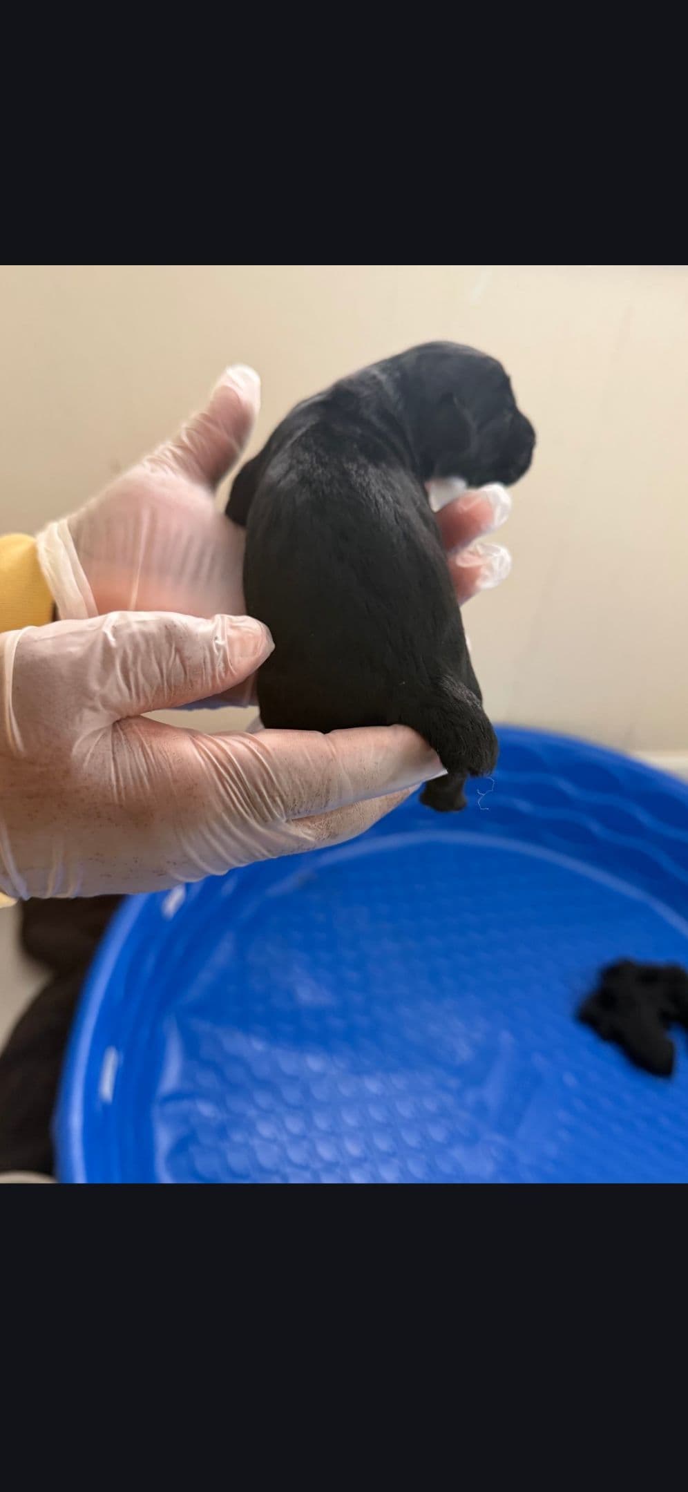 Giant Schnauzer Puppies breeder image 8
