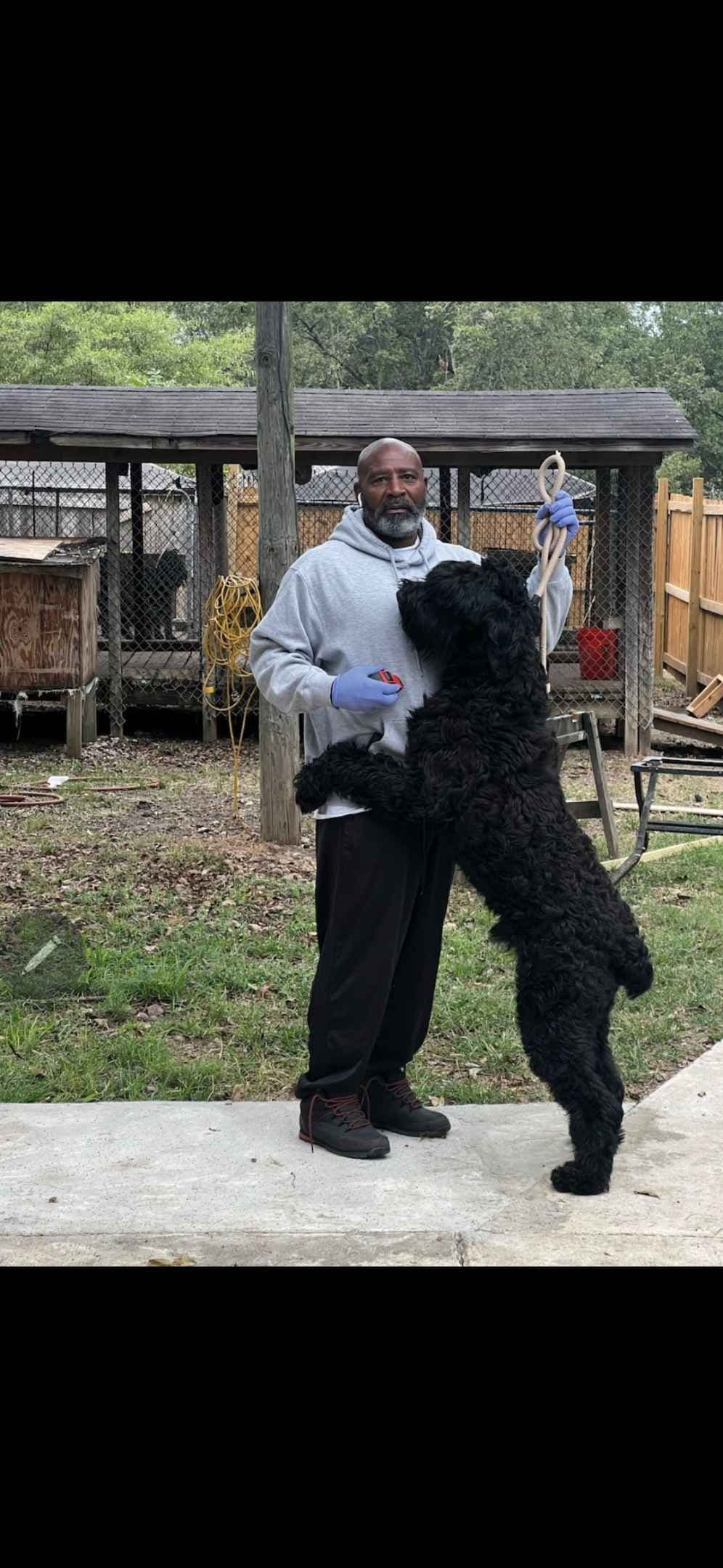 Giant Schnauzer Puppies breeder image 10