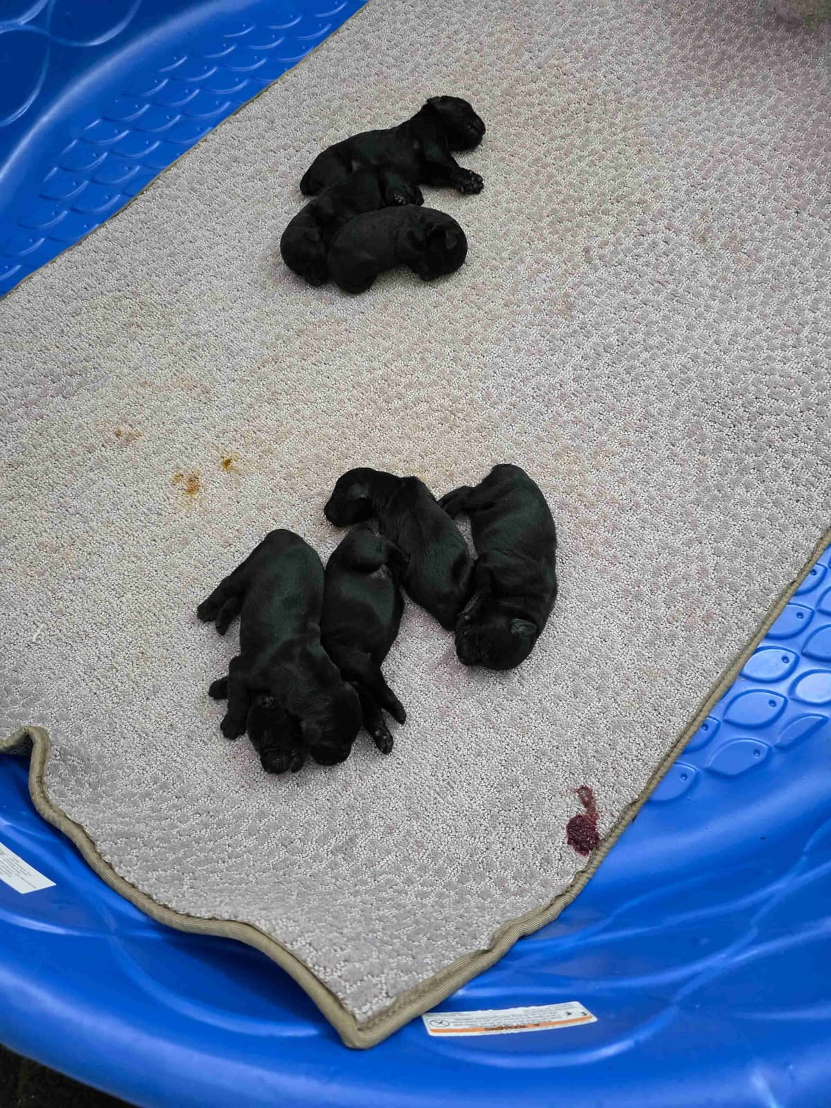 Giant Schnauzer Puppies breeder image 11
