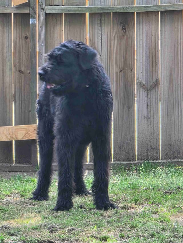 Giant Schnauzer Puppies media 2