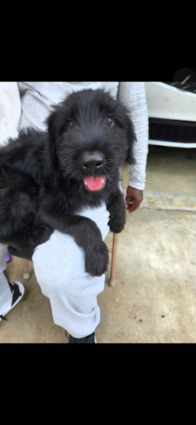 Giant Schnauzer Puppies media 3