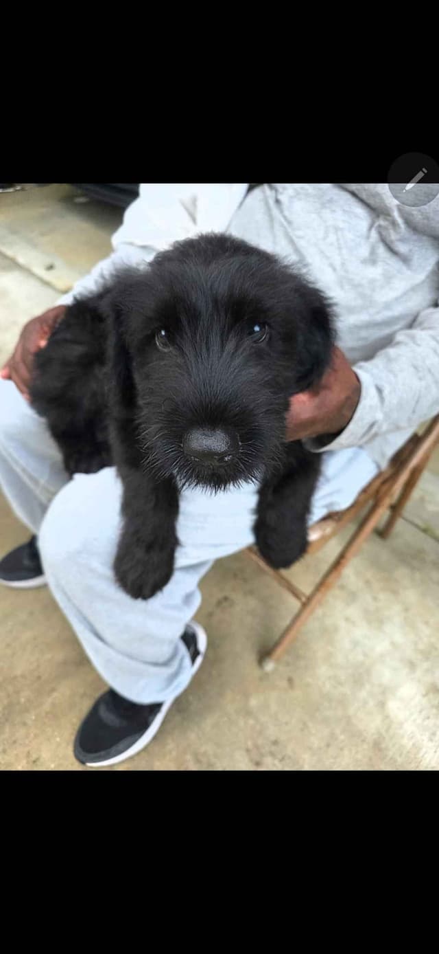 Giant Schnauzer Puppies media 4