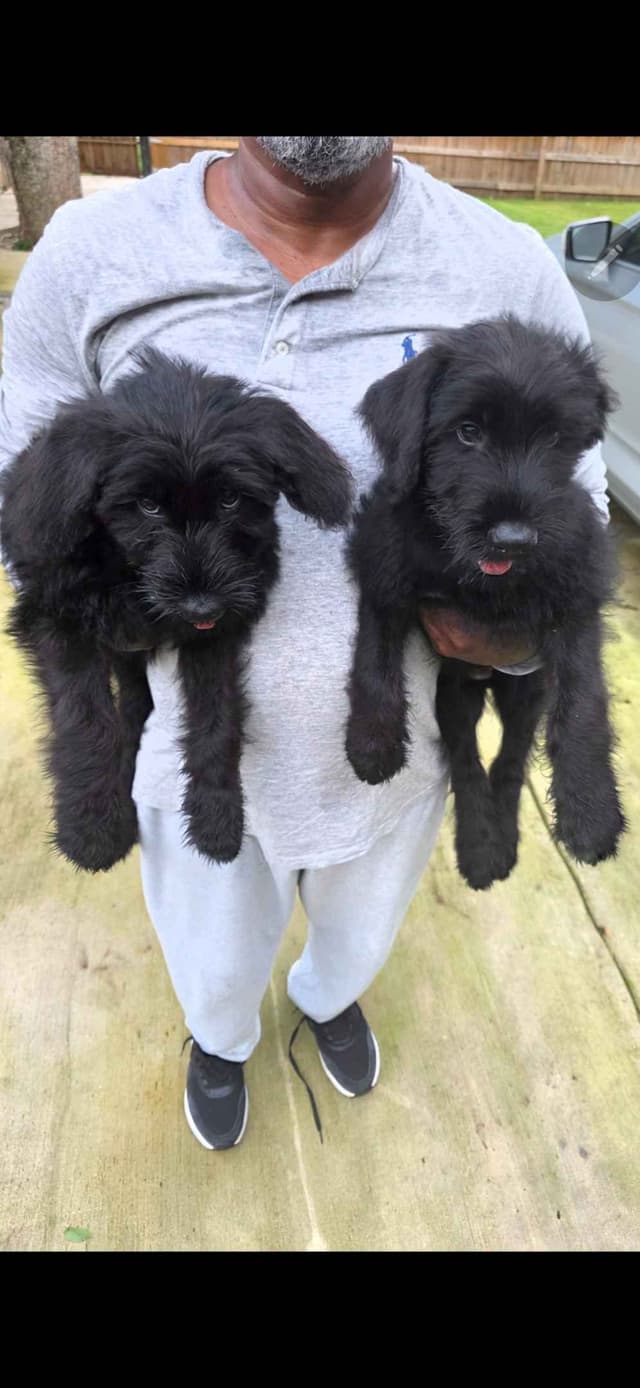 Giant Schnauzer Puppies media 5
