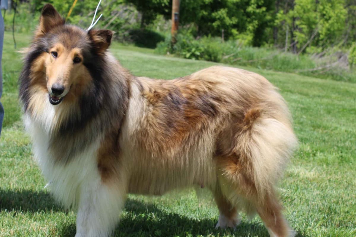 Collie Puppies breeder image 1