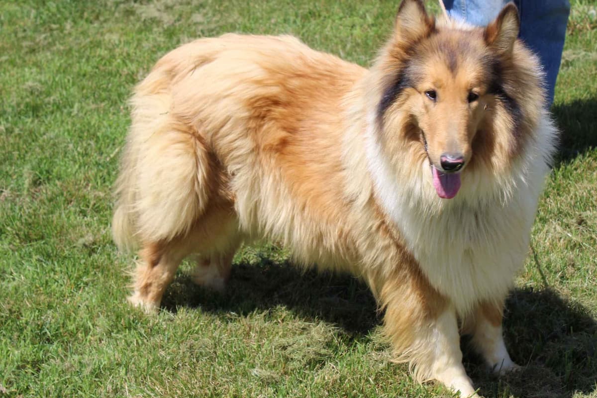 Collie Puppies breeder image 2