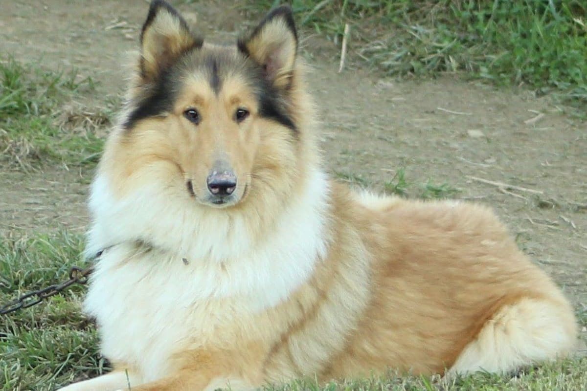 Collie Puppies breeder image 3