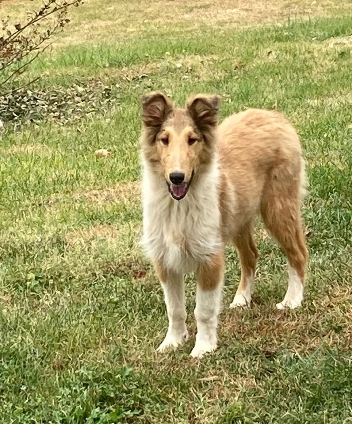 Collie Puppies breeder image 4