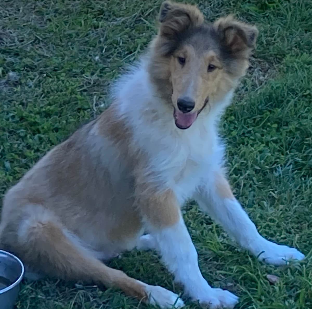 Collie Puppies breeder image 5